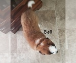 Small Photo #4 Saint Bernard Puppy For Sale in COLBY, WI, USA