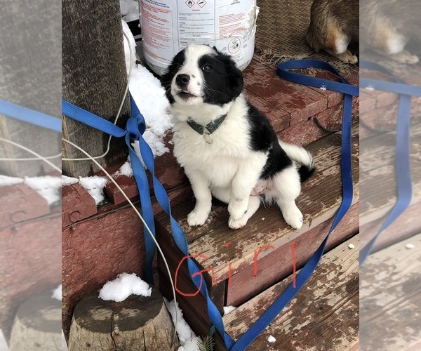Medium Photo #1 Australian Cattle Dog-Border Collie Mix Puppy For Sale in BEDFORD, WY, USA