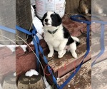 Small Photo #1 Australian Cattle Dog-Border Collie Mix Puppy For Sale in BEDFORD, WY, USA