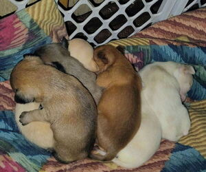 Chihuahua Puppy for sale in DEARBORN HEIGHTS, MI, USA