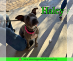 Small American Pit Bull Terrier Mix