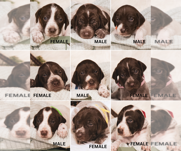 Medium Photo #1 German Shorthaired Pointer Puppy For Sale in KASSON, MN, USA