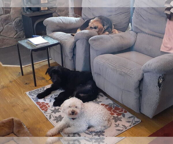 Medium Photo #5 Mutt Puppy For Sale in Hinton, WV, USA