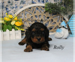 Small Photo #1 Cavapoo Puppy For Sale in CHANUTE, KS, USA