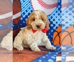 Small Photo #6 Cocker Spaniel-Poodle (Miniature) Mix Puppy For Sale in NOTTINGHAM, PA, USA