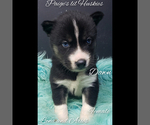 Small Photo #20 Siberian Husky Puppy For Sale in BLOOMFIELD, IN, USA
