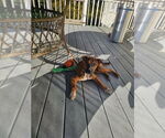 Small #2 Labrador Retriever Mix