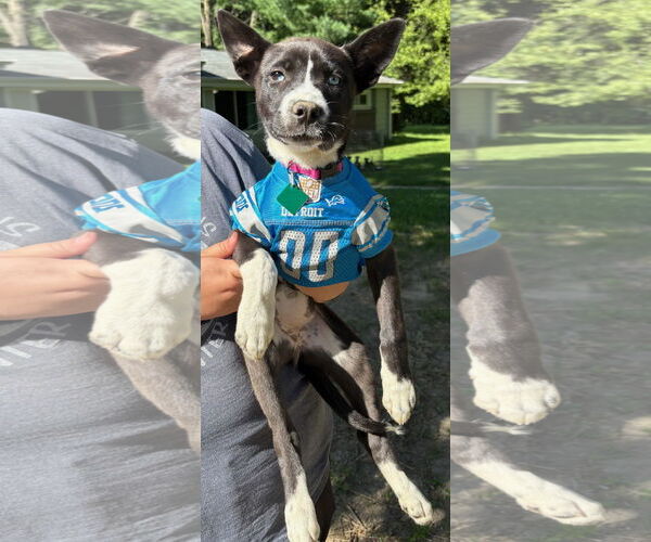 Medium Photo #1 American Pit Bull Terrier-Huskies  Mix Puppy For Sale in Clarkston, MI, USA