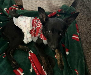 Archibald *Arriving 2/20* - Male Labrador Retriever-Unknown Mix Dog for Adoption - Photo #2