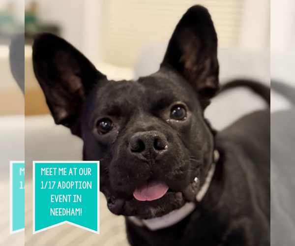 Medium Photo #1 French Bulldog-Unknown Mix Puppy For Sale in Boston, MA, USA