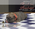 Small #5 American Bully