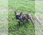 Small Photo #8 French Bulldog Puppy For Sale in JACKSONVILLE, FL, USA