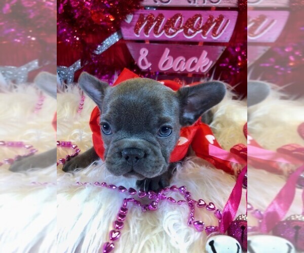 Medium Photo #10 French Bulldog Puppy For Sale in HEATHROW, FL, USA