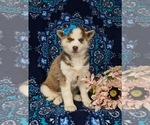 Small Photo #2 Siberian Husky Puppy For Sale in QUARRYVILLE, PA, USA