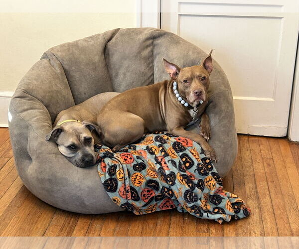 Medium Photo #5 American Pit Bull Terrier-Unknown Mix Puppy For Sale in  Gainesville, FL, USA