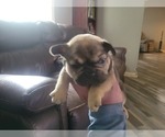 Small Photo #5 French Bulldog Puppy For Sale in DALLAS, NC, USA