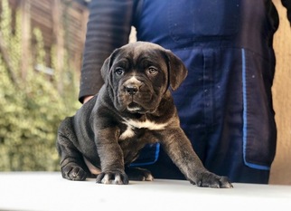 Cane Corso Puppy for sale in ANN ARBOR, MI, USA