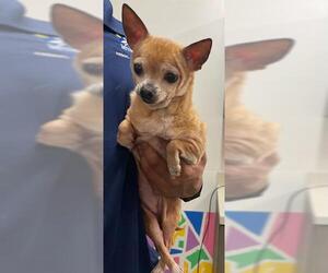 Chihuahua Dogs for adoption in Baytown, TX, USA
