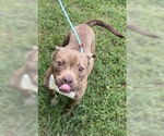 Small #2 American Pit Bull Terrier