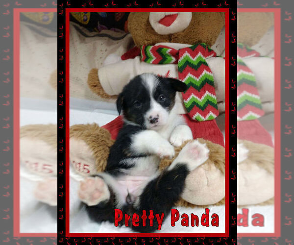 Medium Photo #19 Pembroke Welsh Corgi Puppy For Sale in LOGAN, NM, USA