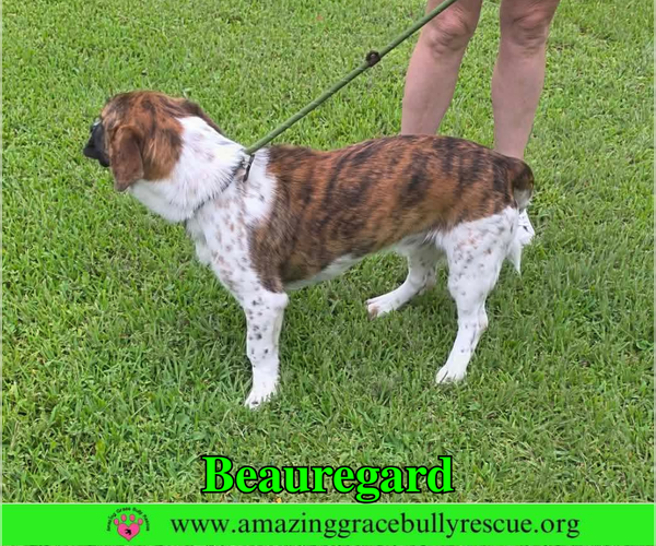 Medium Photo #8 Basset Hound-Unknown Mix Puppy For Sale in Milton, FL, USA