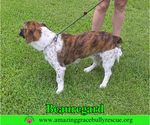 Small #7 Basset Hound Mix