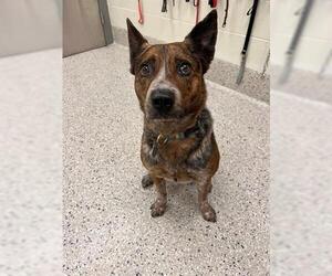 Mutt Dogs for adoption in Brighton, CO, USA