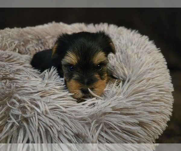 Medium Photo #2 Yorkshire Terrier Puppy For Sale in CARLYLE, IL, USA