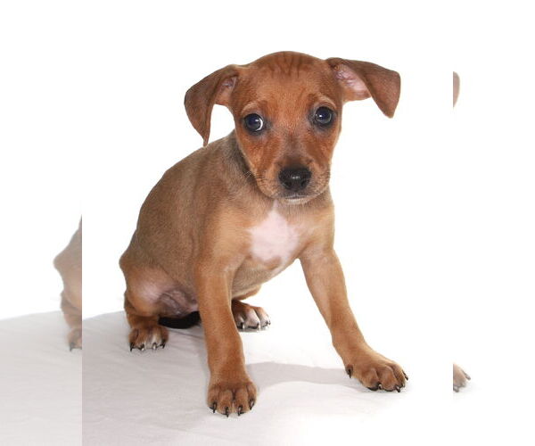 Medium Photo #3 Chiweenie Puppy For Sale in Oakland Park, FL, USA