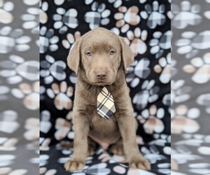 Labrador Retriever Puppy for sale in GLEN ROCK, PA, USA