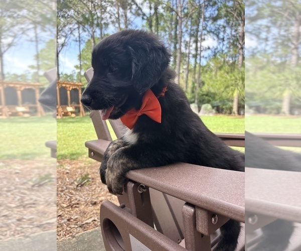 Medium Photo #3 Gollie Puppy For Sale in SANTA ROSA BEACH, FL, USA