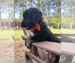 Small #2 Gollie
