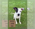 Small Labrador Retriever Mix