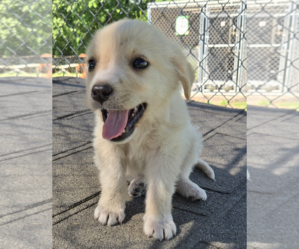 Medium Photo #2 Great Pyrenees-Unknown Mix Puppy For Sale in Unionville, PA, USA