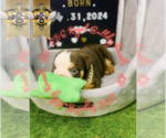 Small Photo #3 English Bulldog Puppy For Sale in ATHENS, GA, USA