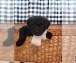 Small Photo #2 Goldendoodle-Soft Coated Wheaten Terrier Mix Puppy For Sale in CLEVELAND, MN, USA