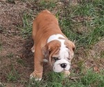 Small Photo #15 Bulldog Puppy For Sale in GREEN FOREST, AR, USA