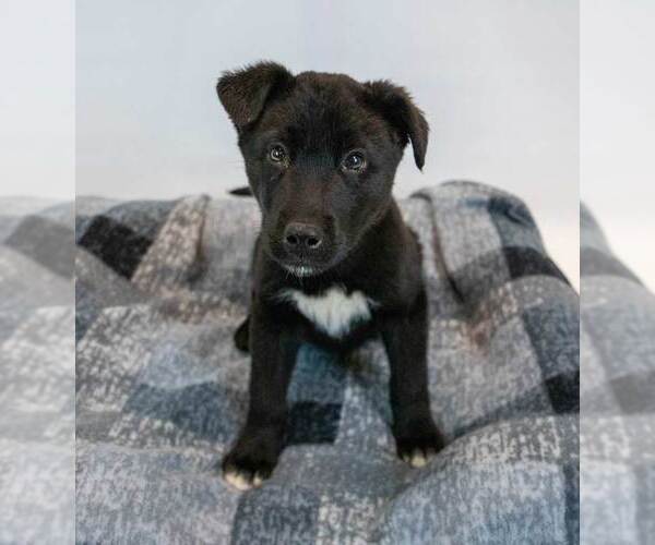 Medium Photo #3 Siberian Husky-Unknown Mix Puppy For Sale in Kennesaw, GA, USA