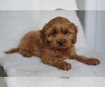 Puppy 4 Cocker Spaniel-Poodle (Miniature) Mix