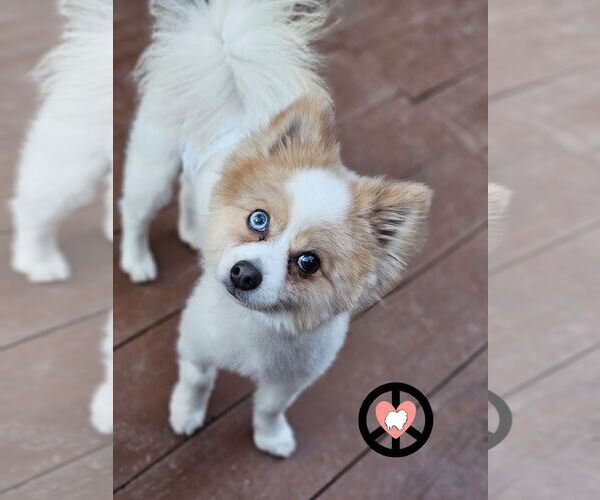 Medium Photo #2 Pomeranian Puppy For Sale in Lebanon, PA, USA