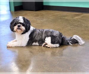D'Jango - Male Shih Tzu Dog for Adoption - Photo #2