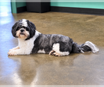 Small Photo #2 Shih Tzu Puppy For Sale in Social Circle, GA, USA