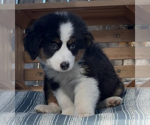 Medium Photo #1 Miniature Australian Shepherd Puppy For Sale in CLOVIS, CA, USA
