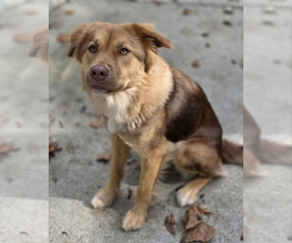 Medium Photo #3 Australian Shepherd-Unknown Mix Puppy For Sale in Woodsfield, OH, USA