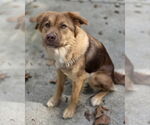 Small #2 Australian Shepherd Mix