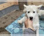 Small Samoyed-Siberian Husky Mix