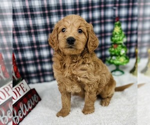 Goldendoodle Puppy for sale in ITASCA, TX, USA