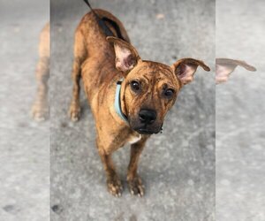 Avia - Female American Staffordshire Terrier-Boxer Mix Dog for Adoption - Photo #12