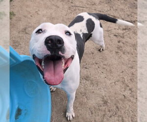 CHANCE - Male Mutt Dog for Adoption - Photo #2