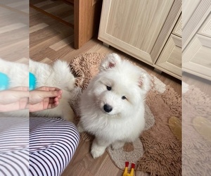 Samoyed Puppy for sale in MERRILL LYNCH, NY, USA